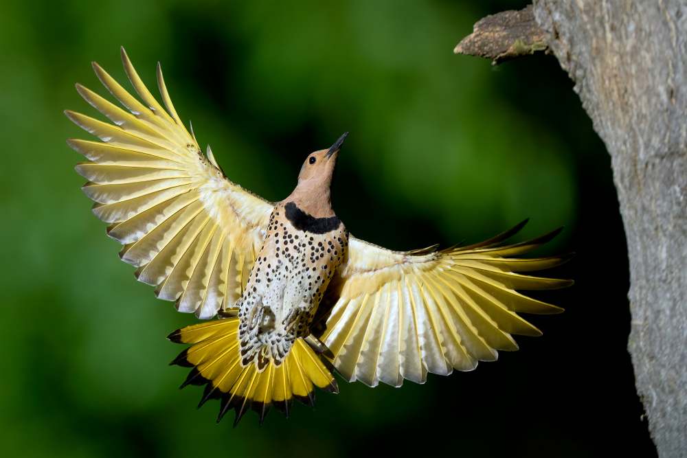 Shiny Northern Flicker von Johnny Chen