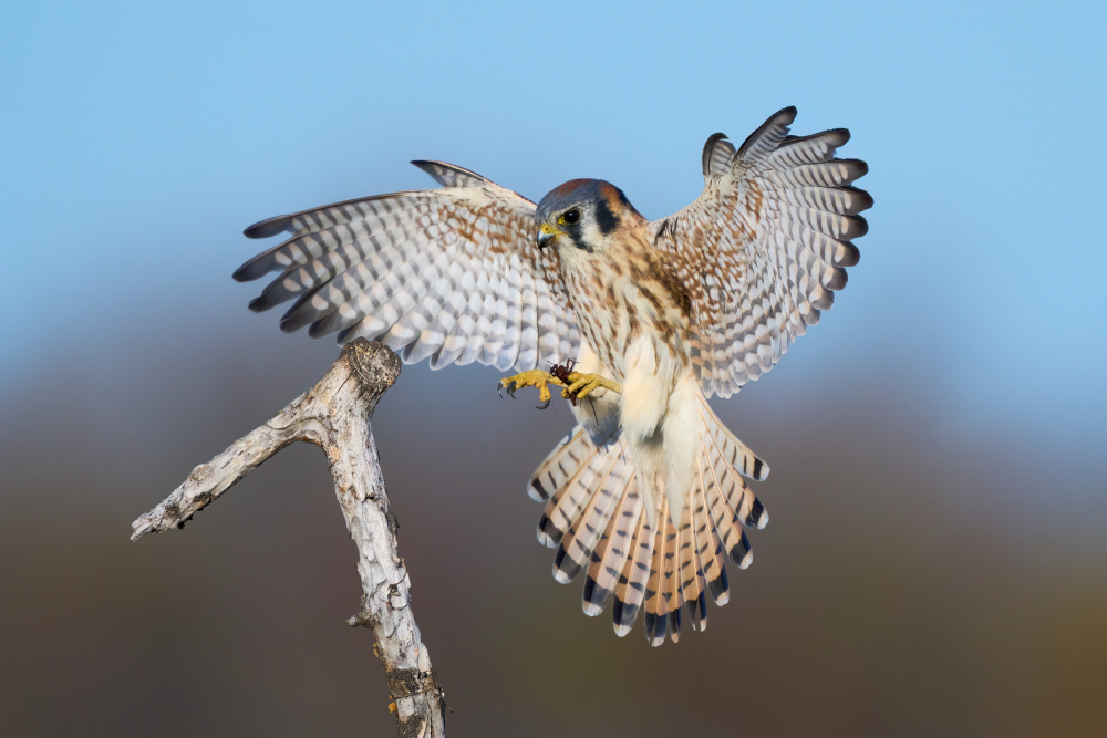 Landing with the loot von Johnny Chen