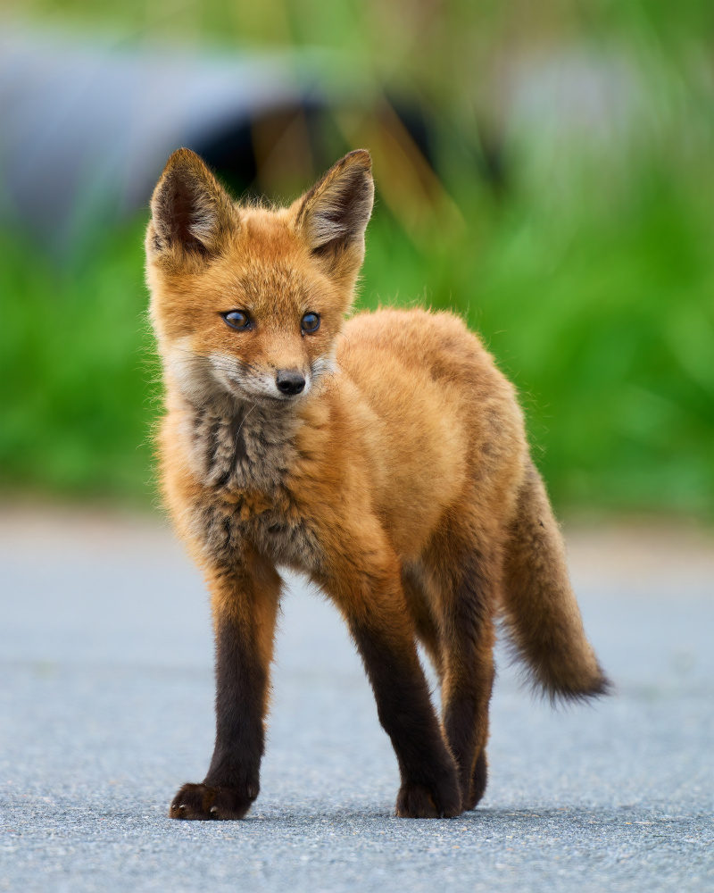 Red Fox von Johnny Chen