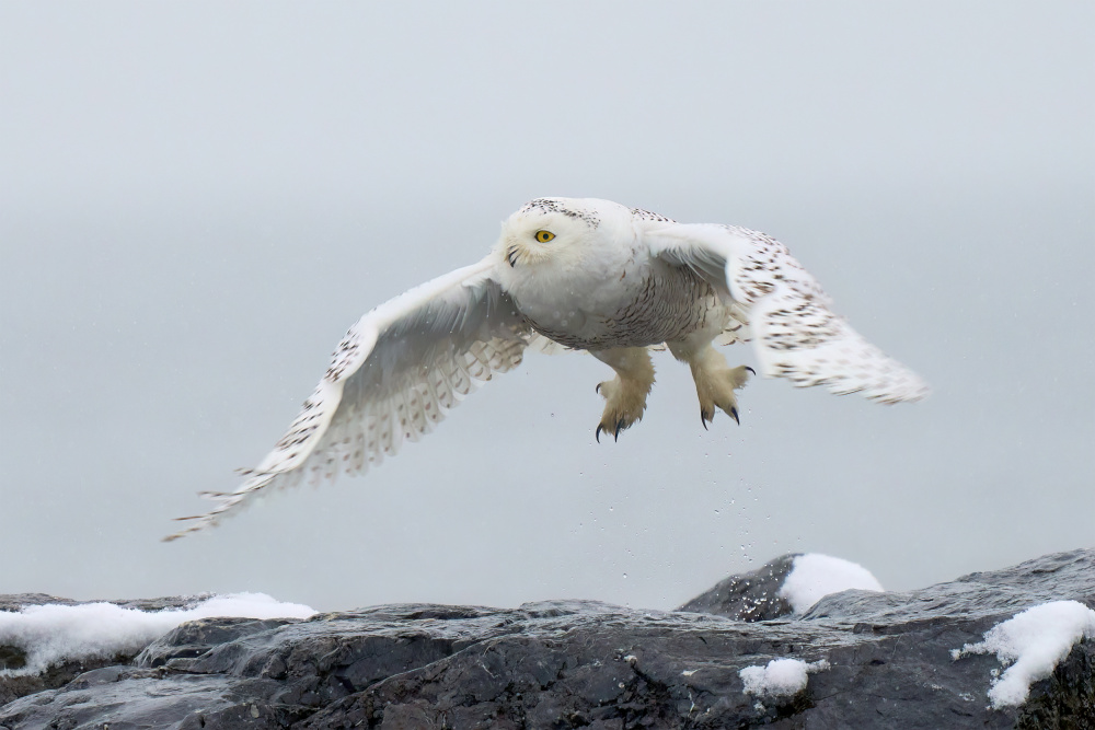 Snowy owl in flight von Johnny Chen