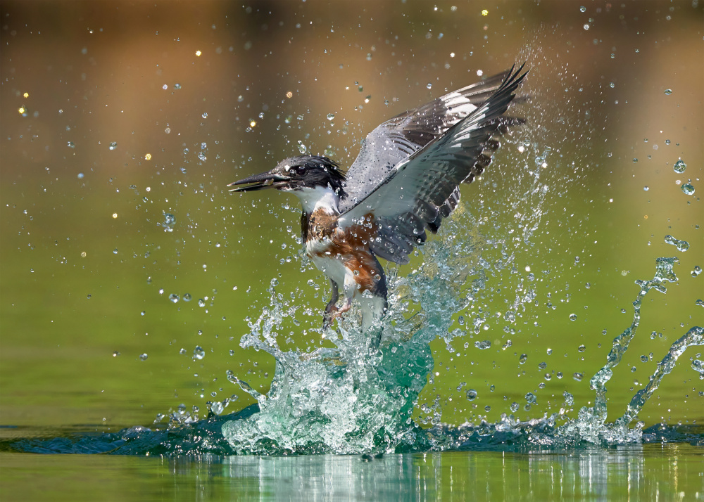 Water ballet von Johnny Chen