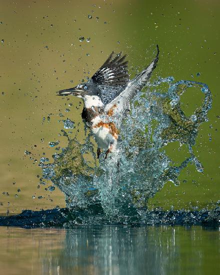 Wonderful Splash