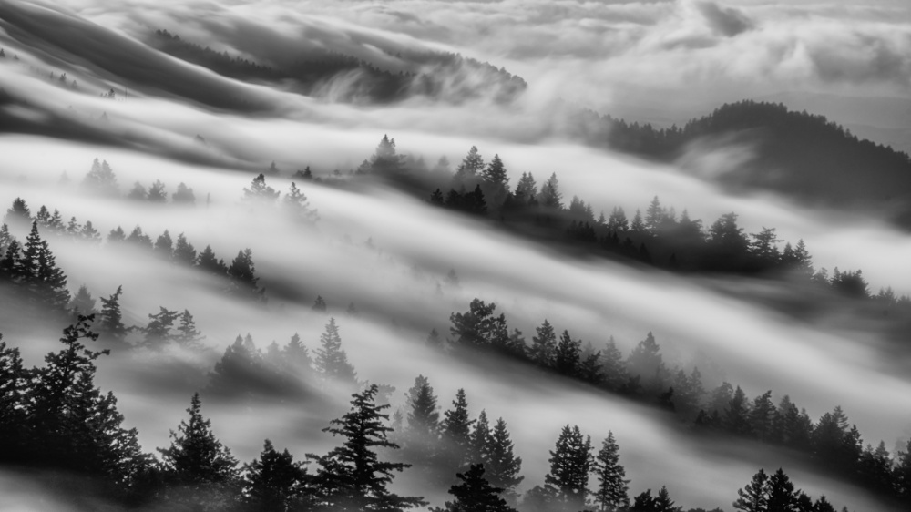 Forests von Johnny Zhang
