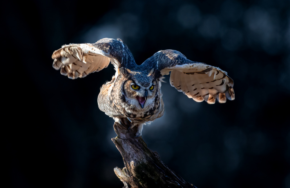Great Horned Owl von Johnson Huang