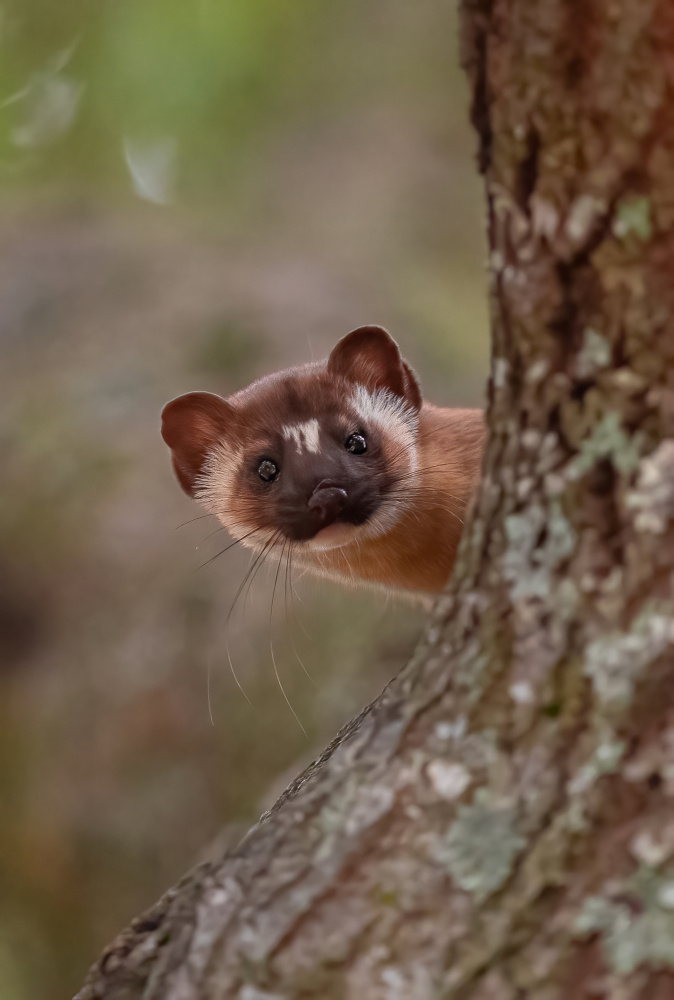 Long tailed weasel von Johnson Huang