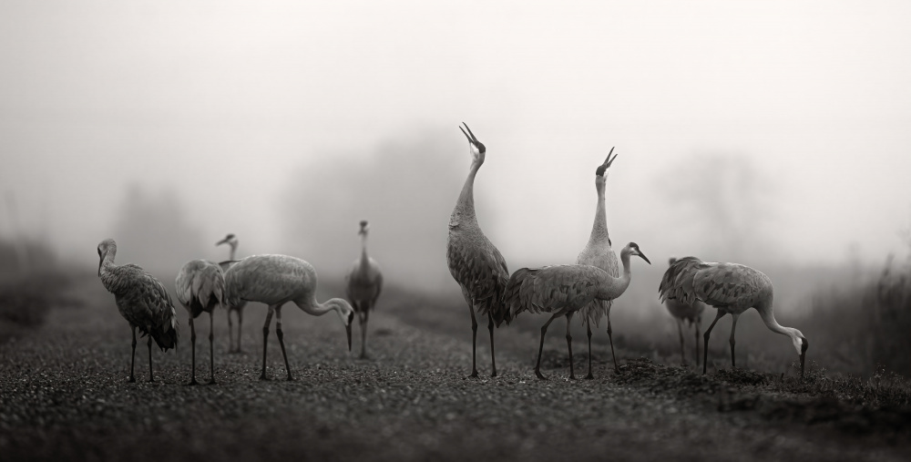 Foggy morning von Johnson Huang