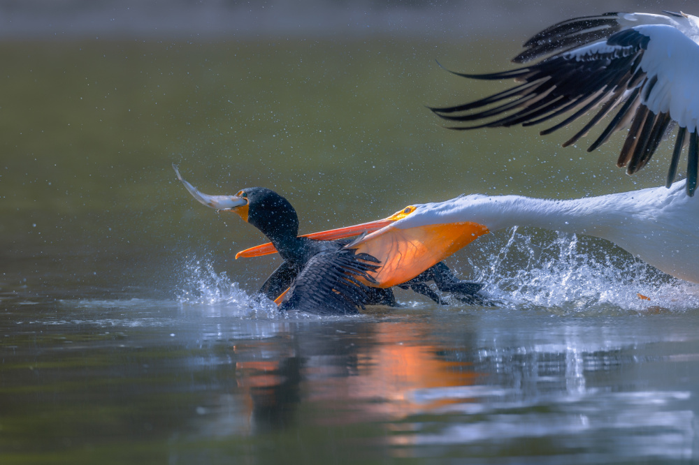Pelicon &amp; Cormorant von Johnson Huang