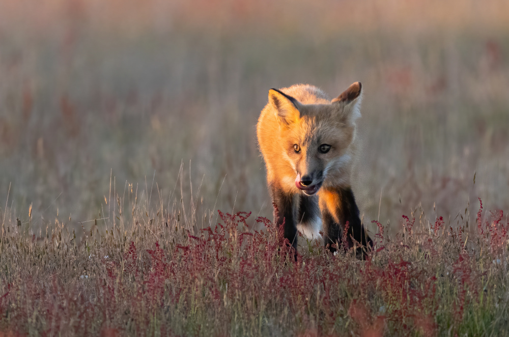 Red Fox von Johnson Huang
