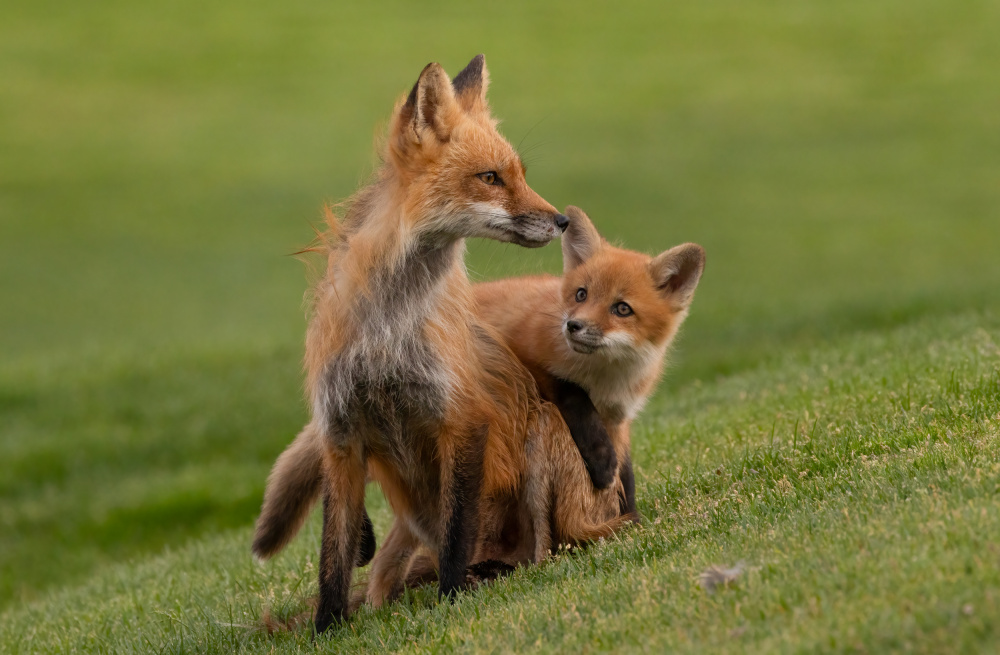 red fox von Johnson Huang