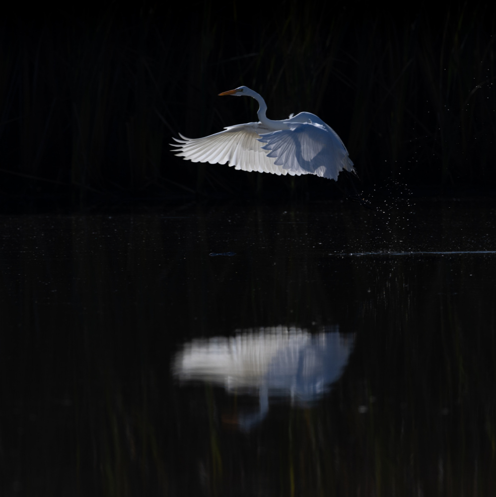 Snow Egret von Johnson Huang