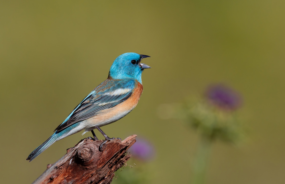 Singing Lazuli Bunting von Johnson Huang