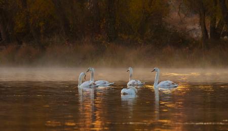 White Swan Lake