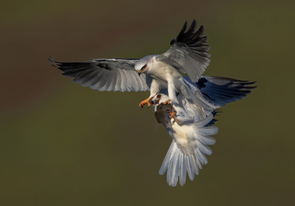 White Tailed Kite von Johnson Huang