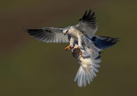 White Tailed Kite