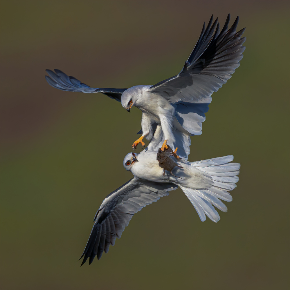 White Tailed Kite von Johnson Huang