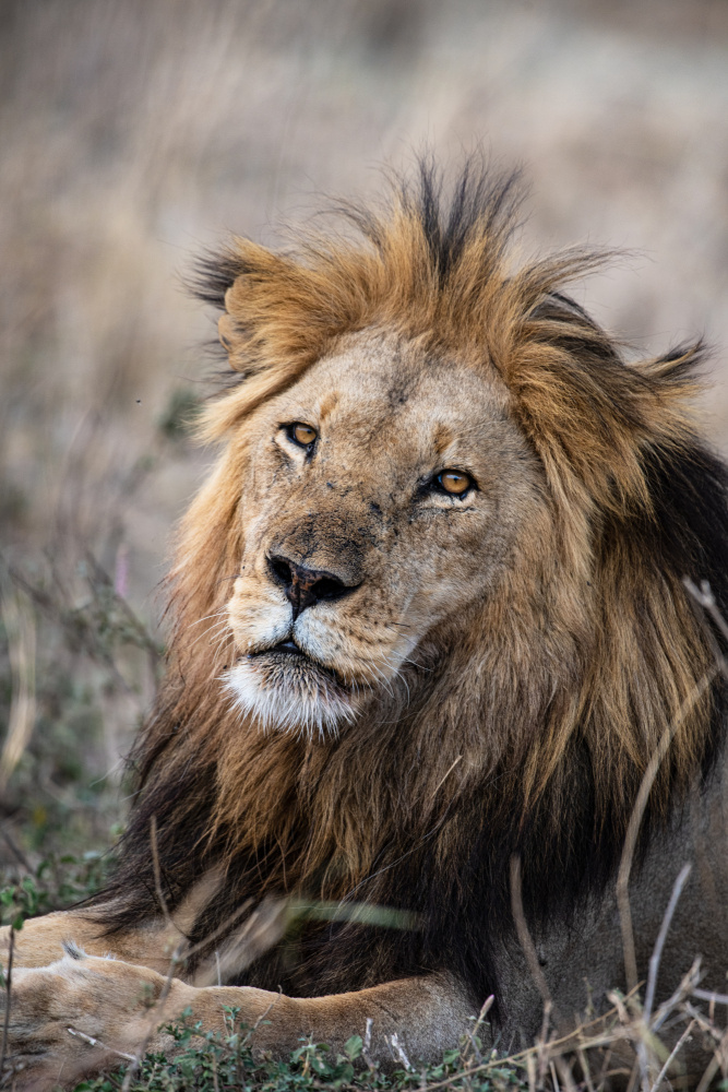 The Savanah King von Jonathan Alk