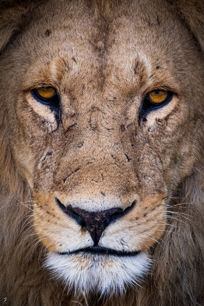 Portrait of the King von Jonathan Alk