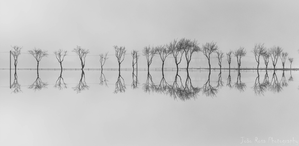 Dance von João Rosa