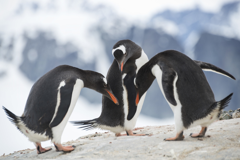 untitledl von José Manuel cruz