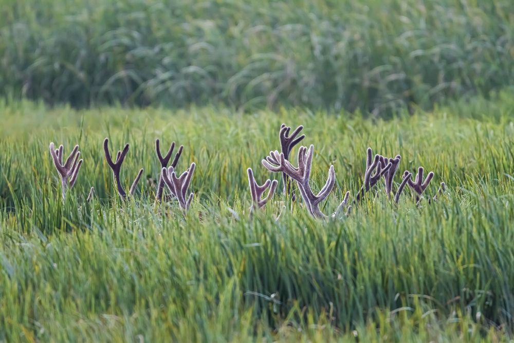 Geheimes Treffen von Joseba Zabala