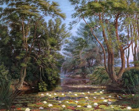 River Cherwell Waterlilies