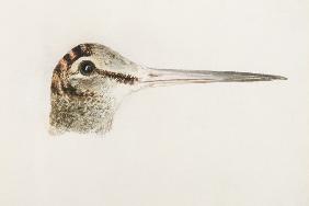 Woodcock, from The Farnley Book of Birds, c.1816 (pencil and w/c on paper)