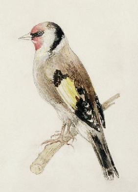 Goldfinch, from The Farnley Book of Birds, c.1816 (pencil and w/c on paper)