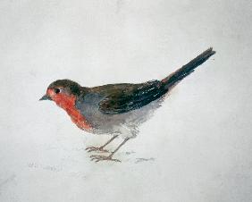Robin, from The Farnley Book of Birds