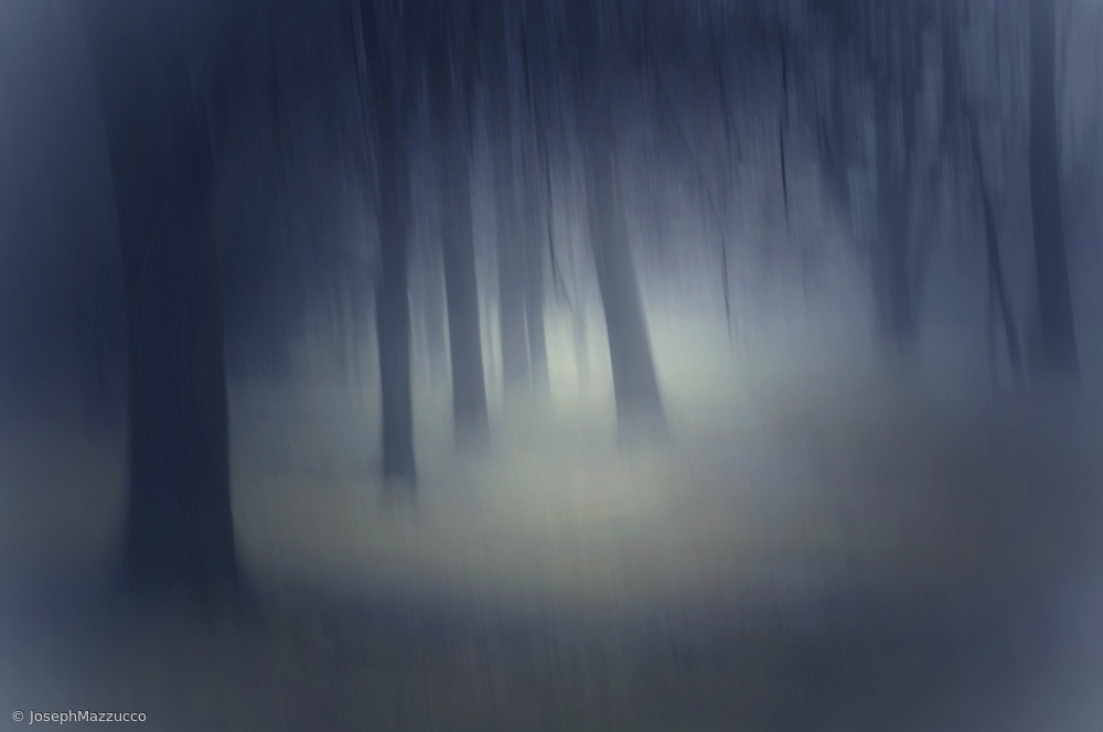 Forrest von Joseph Mazzucco