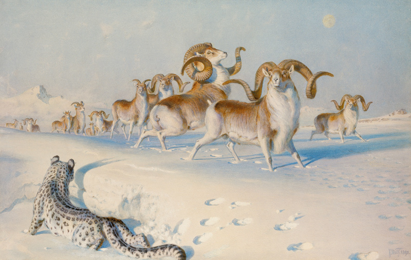 Ein Schneeleopard greift Schafsböcke an. von Joseph Wolf