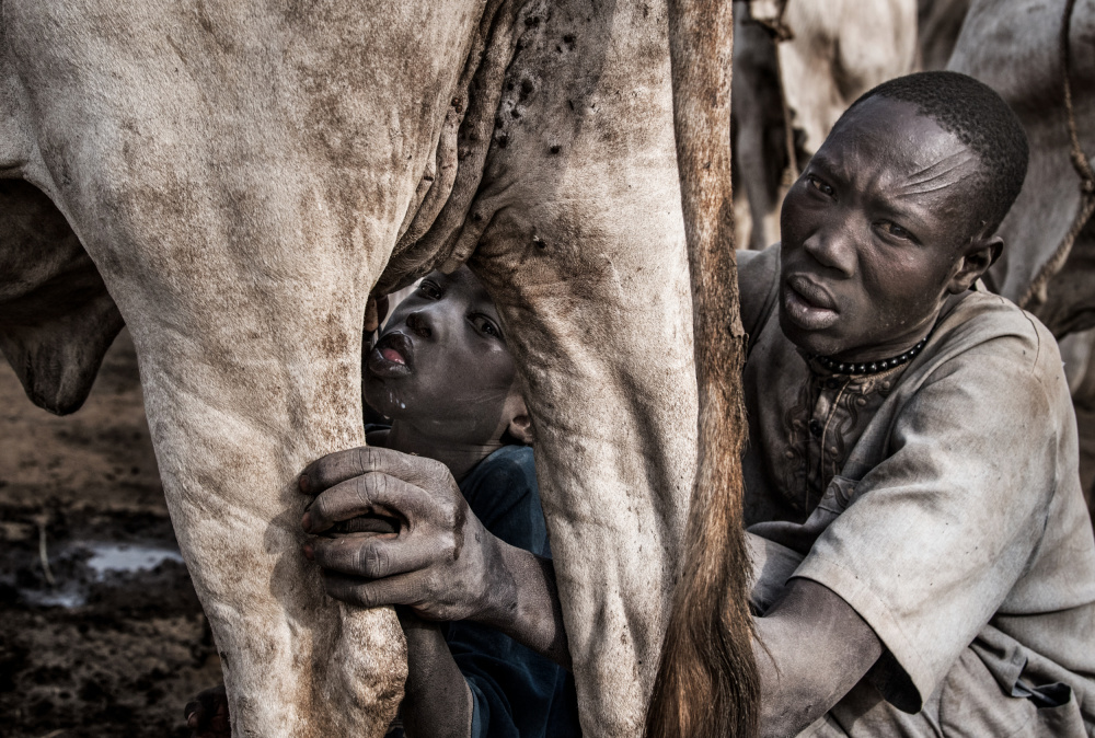 A Mundari tribe father feeding his child with the milk that comes out of the cows udder von Joxe Inazio Kuesta Garmendia