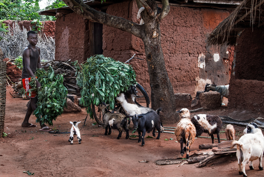 Just coming with the goat food - Benin von Joxe Inazio Kuesta Garmendia