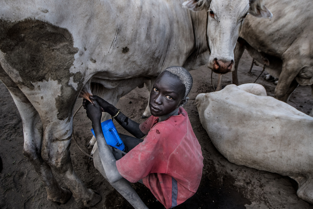 Mundari boy milking a cow - South Sudan von Joxe Inazio Kuesta Garmendia