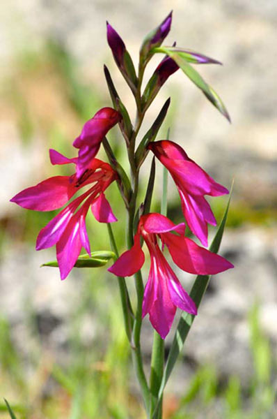 Anmut von Jürgen Kunz