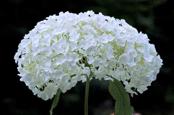 Black and White 1 von Jürgen Kunz