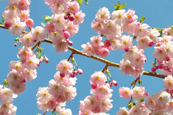 Blütentraum 1 von Jürgen Kunz