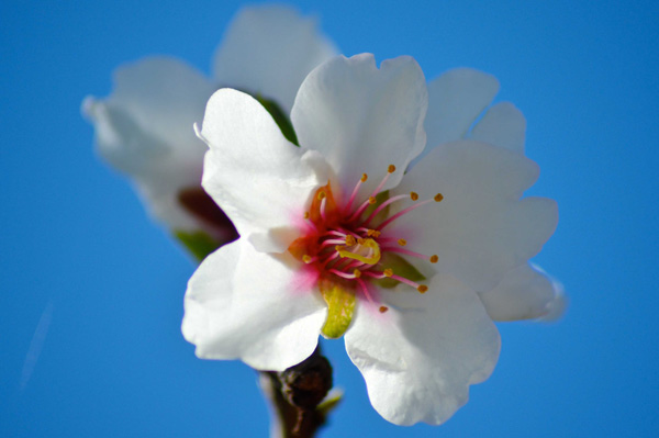 Blütentraum 2 von Jürgen Kunz