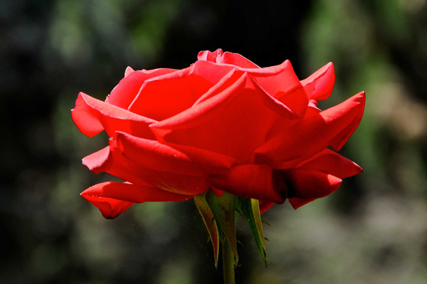 Die Elegante von Jürgen Kunz