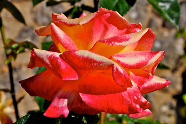 Die Opulente 2 von Jürgen Kunz