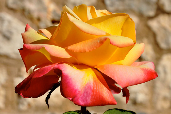 Die Opulente 3 von Jürgen Kunz