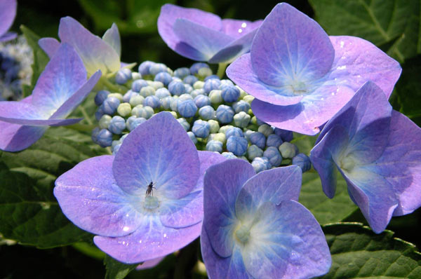 Hortensientraum 1 von Jürgen Kunz