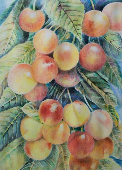 Kirschen von Jürgen Spira