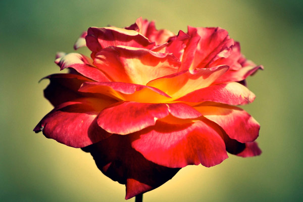 Klassische Anmut 2 von Jürgen Kunz