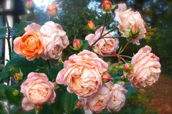 Märchengarten von Jürgen Kunz