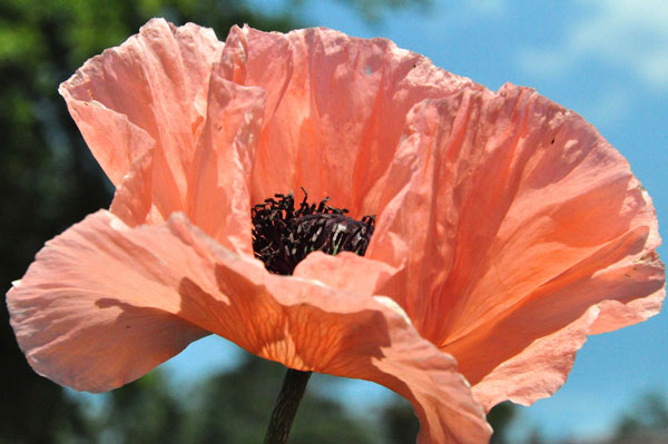 Mohn im Sommerwind von Jürgen Kunz