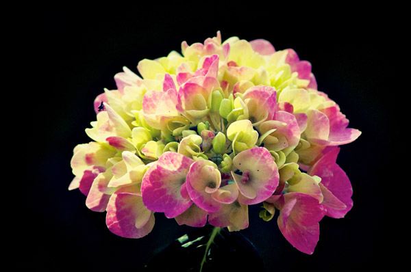 Pastell vor Schwarz von Jürgen Kunz