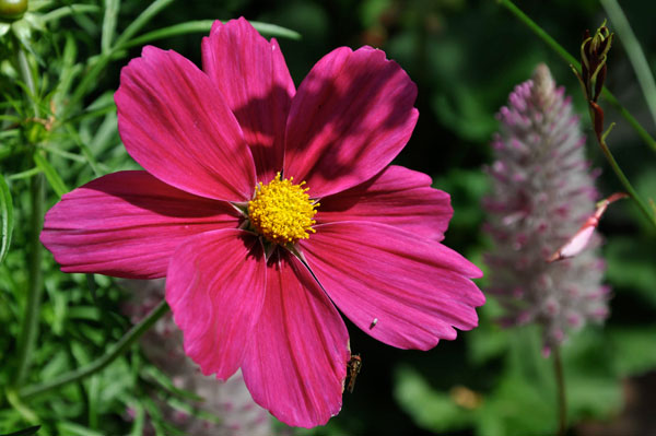 Strahlende Schönheit von Jürgen Kunz