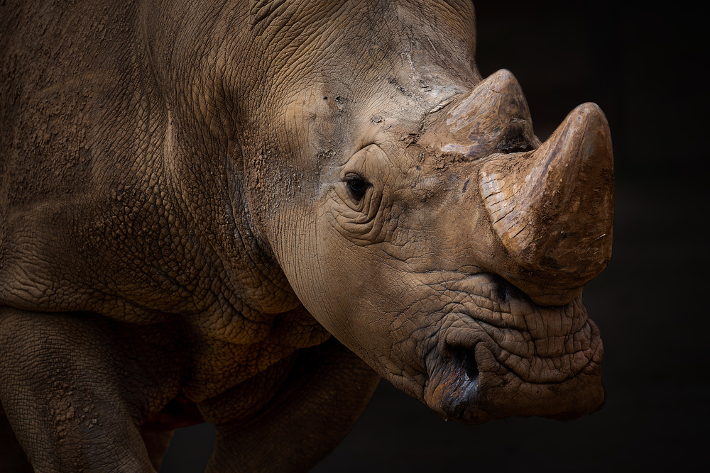 Bulldozer von Juan I. Cuadrado