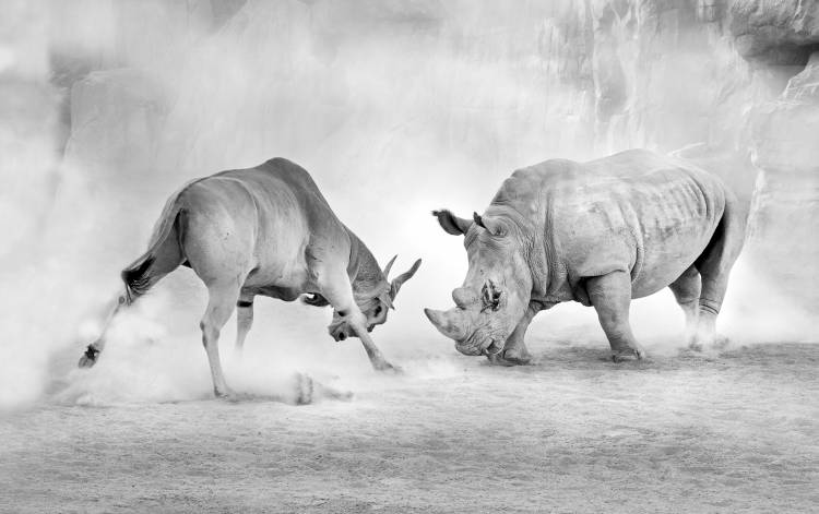 Combat. von Juan Luis Duran