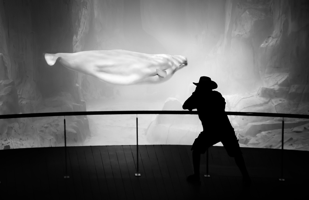 Photographer and beluga von Juan Luis Duran